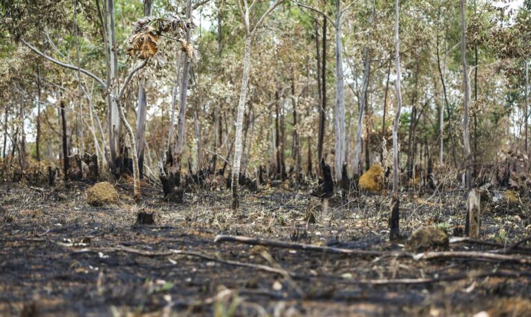 Alertas de desmatamento batem novo recorde no cerrado