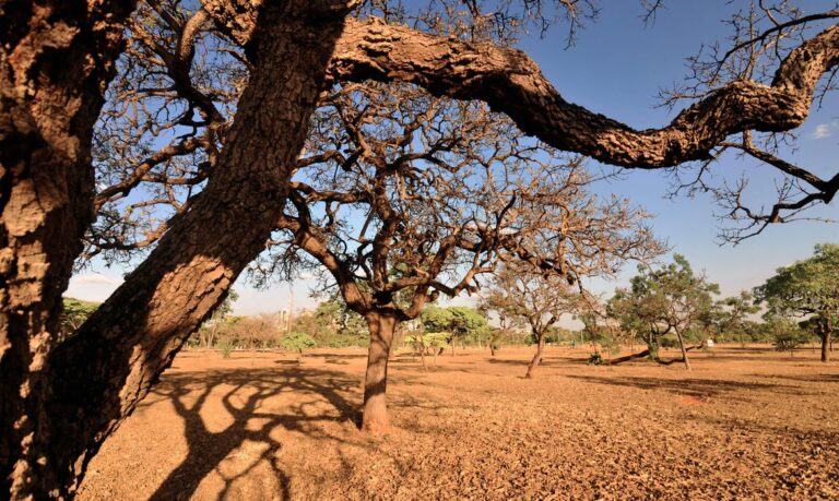 Desmatamento no cerrado cresce 83% em maio e bate recorde