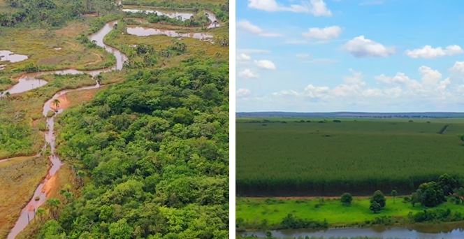 Justiça suspende aquisição de imóveis rurais no território brasileiro por 3 empresas estrangeiras