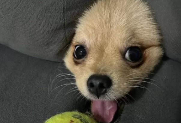 Foto de cão do Brasil ganha concurso de imagens hilárias de pets
