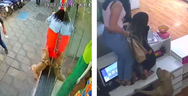 Pitbull invade loja e assusta clientes e funcionários