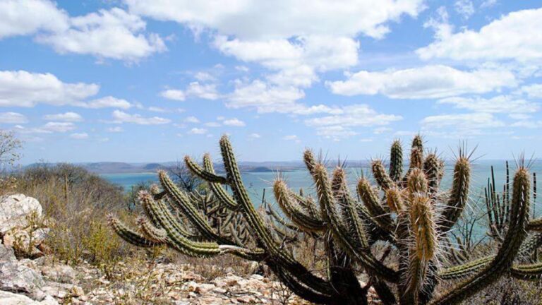 Consórcio do Nordeste pede ao governo criação do ‘Fundo da Caatinga’