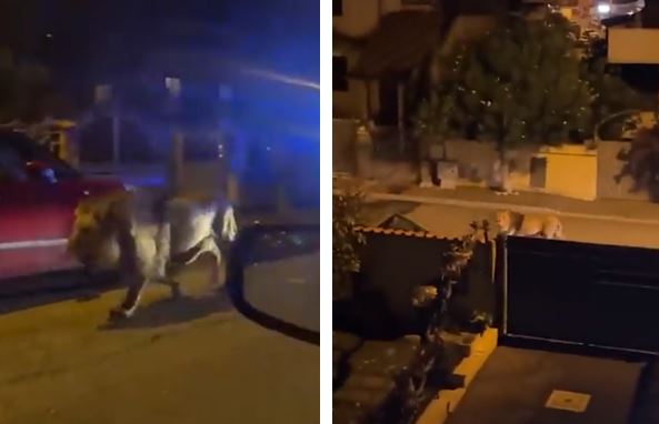 Pequena cidade italiana entre em alerta após leão escapar de circo