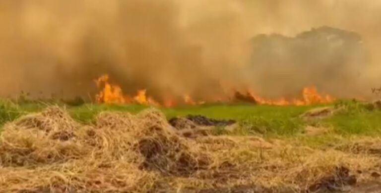 Pantanal em chamas: bioma registra um milhão de hectares queimados em 2023