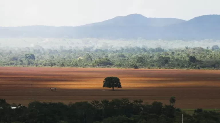Desmatamento no Cerrado cresce 238% em novembro