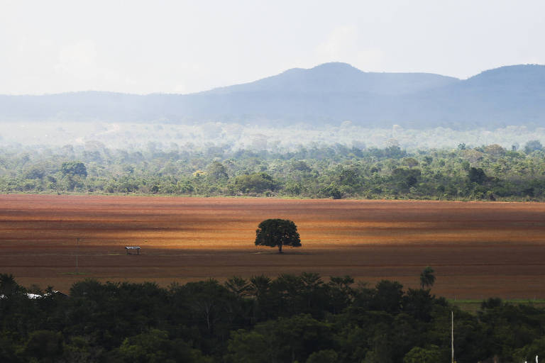 Desmatamento cai na Amazônia, mas sobe e bate recorde no cerrado em 2023