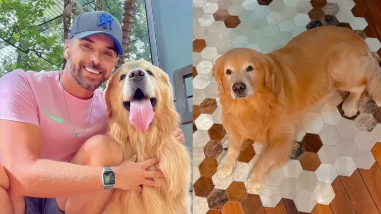 Senado aprova ‘Lei Joca’, com regras sobre transporte de pets