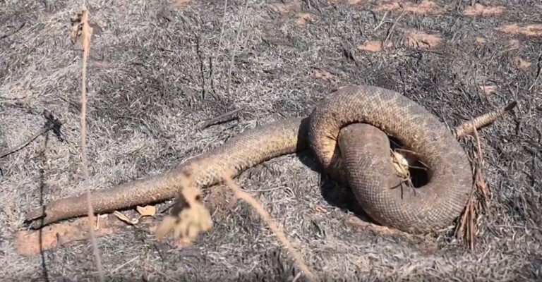 Pantanal acumula em 12 meses mais de 9 mil focos de incêndio