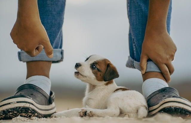 STF suspende regra que obriga criadores profissionais a castrar filhotes de cães e gatos em SP