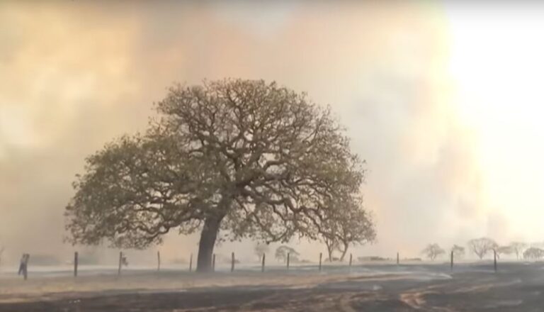 Tarcísio de Freitas confirma prisão de suspeitos de incêndios criminosos no interior paulista