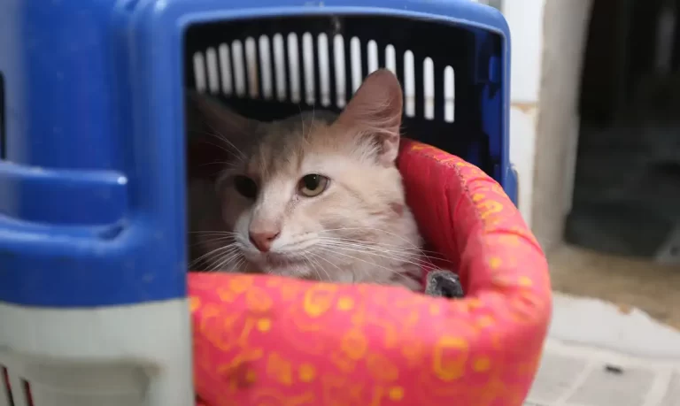 STF mantém suspensão de castração compulsória de cães e gatos em SP