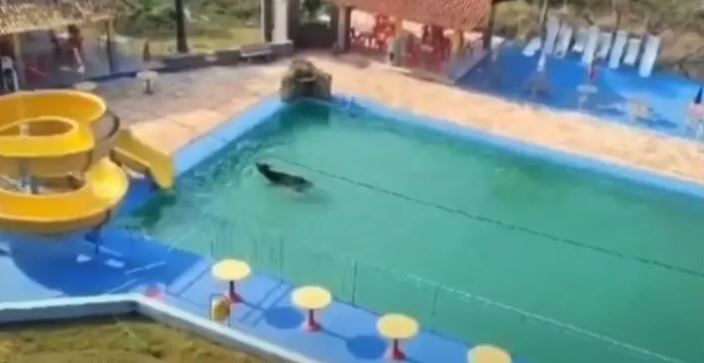 Búfalo é flagrado ‘nadando’ em piscina de clube de MG