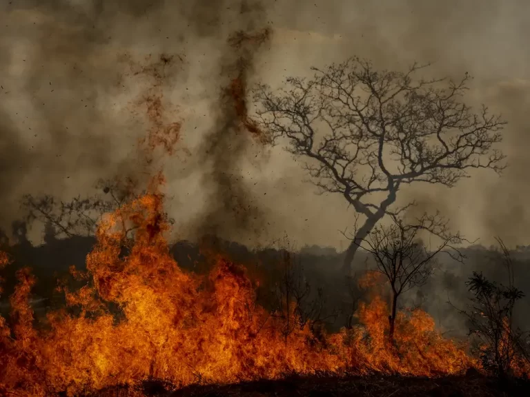 Queimadas no Cerrado disparam 221% em agosto
