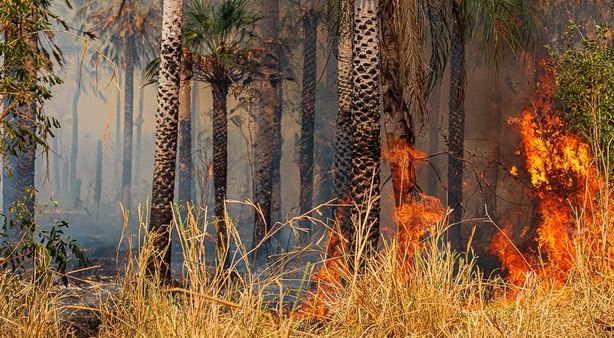 Ibama aplica multa de R$ 100 milhões a fazendeiros por incêndios no Pantanal