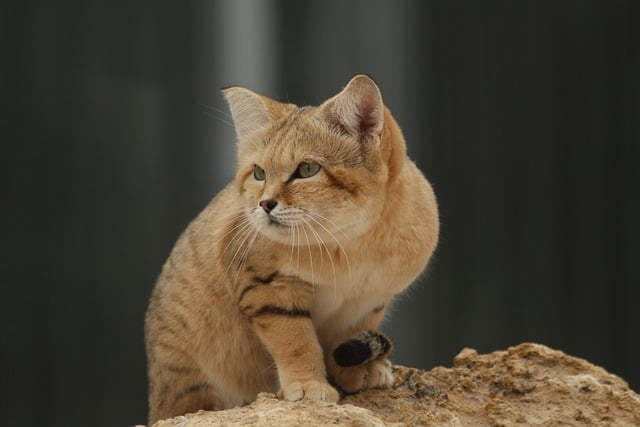 Senado aprova cadastro nacional para animais domésticos