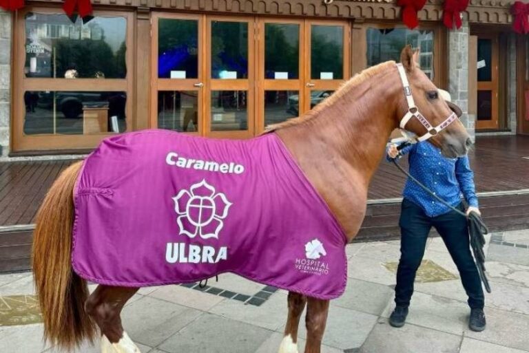 Cavalo Caramelo ganha adoção oficial e vira símbolo de superação no Rio Grande do Sul