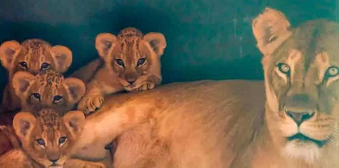 Zoológico de São Paulo celebra nascimento de quatro filhotes de leão