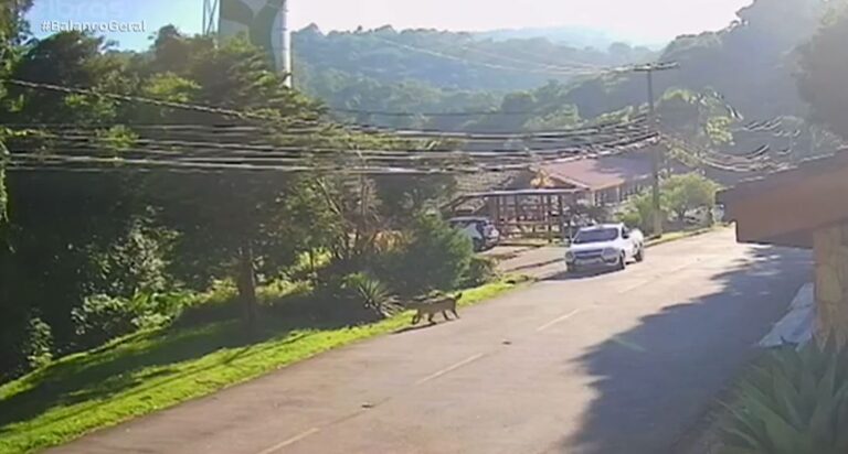 Onça-parda é avistada, caminhando ‘de boa’, em condomínio de Mairiporã (SP)