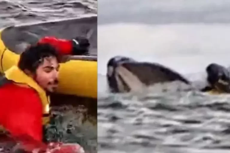 Jovem é abocanhado por baleia no Chile e consegue escapar ileso