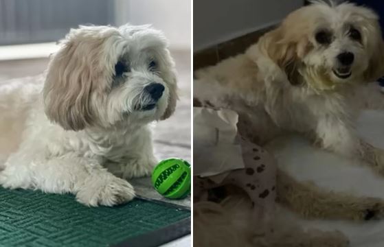 Cachorro ‘processa’ Prefeitura de João Pessoa (PB) por mau atendimento veterinário