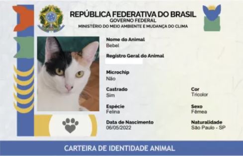 Governo Lula lança RG para cães e gatos