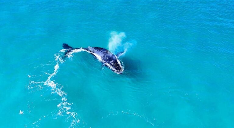 Baleia jubarte encanta turistas em Arraial do Cabo antes do início oficial da temporada