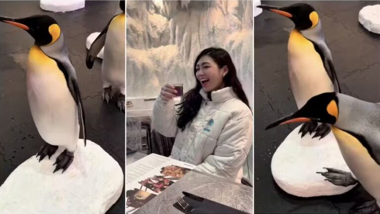 Pinguim em Dubai? Hotel oferece experiência inusitada no café para os hóspedes