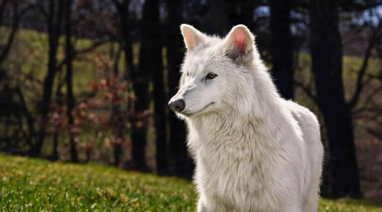 Empresa admite que lobo-terrível não foi ‘desextinto’