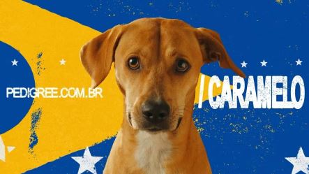 Campanha do “cachorro caramelo” da Pedigree leva Ouro no Festival de Cannes