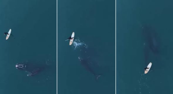 Homem que retirou rede de pesca de baleia-franca em SC pode ser multado pelo Ibama