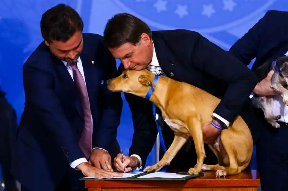 Dia Mundial do Cachorro é celebrado hoje (26)