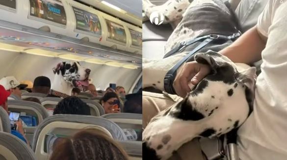 Dogue alemão gigante viraliza ao viajar como apoio emocional em avião