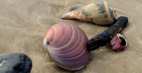 Aparição de conchas gigantes em praia de SC surpreende moradores após ciclone
