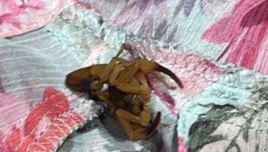 Jovem é picada por escorpião em provador de loja no DF