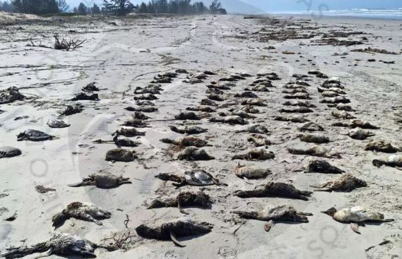 O que se sabe sobre os mais de 350 pinguins são encontrados mortos no litoral paulista