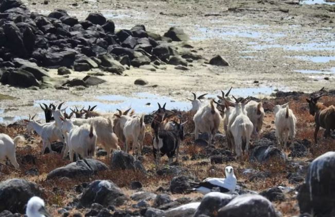 As cabras imortais de Abrolhos: genética perdida pode revolucionar a pecuária