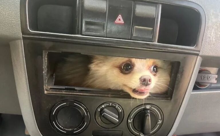 Bombeiros resgatam cachorrinho preso em painel de carro em Luziânia (GO)