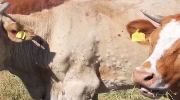 A doença que está assustando criadores de gado na Espanha