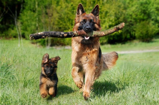 Nova pílula nos EUA que promete prolongar a vida de cães pode sair este ano