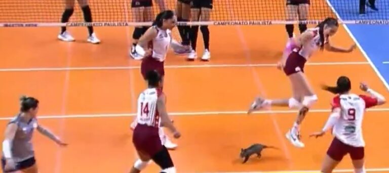 Gambá invade quadra e interrompe semifinal no Paulista feminino de vôlei