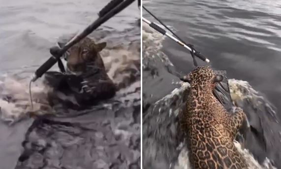Onça é resgatada após horas nadando perdida no Rio Negro, em Manaus
