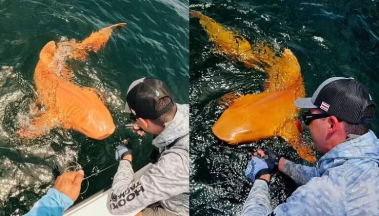 Tubarão alaranjado é visto pela 1ª vez e intriga cientistas