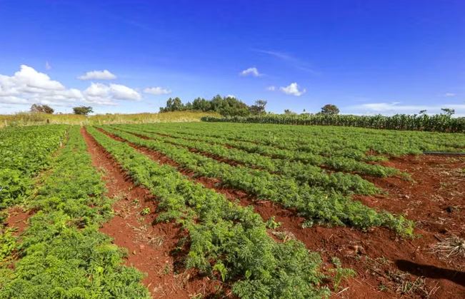 Governo fala em ‘elevadíssimo risco’ ao agro brasileiro com conflito no Irã