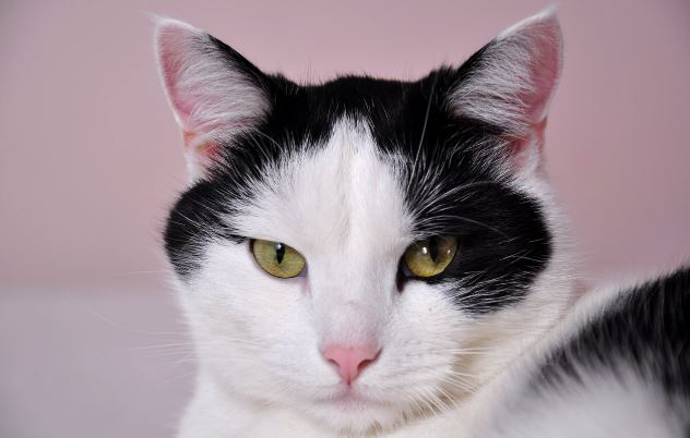 Gato é condenado à ‘prisão domiciliar’ na França