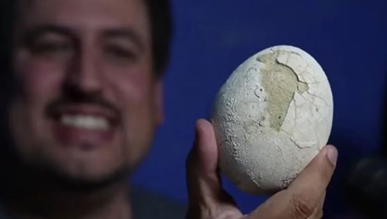 Ovo de dinossauro de 70 milhões de anos é achado intacto
