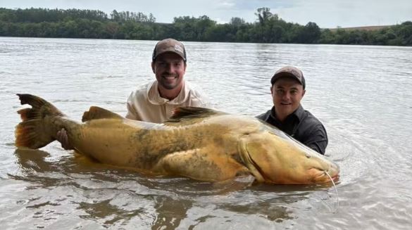 Pescador do Paraná pega jaú de 1,65 m e pode conquistar recorde nacional