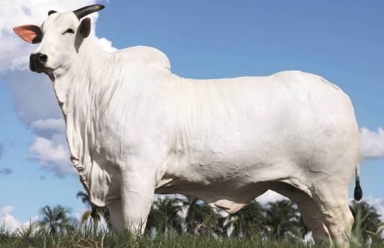 Vaca brasileira se torna a mais cara da história ao ser avaliada por R$ 54 milhões