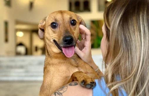 SP: Tarcísio sanciona lei que autoriza o sepultamento de cães e gatos em jazigos familiares