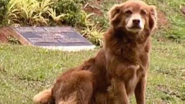 Lei sancionada por Tarcísio foi inspirada em cão que não saia do lado do túmulo da dona