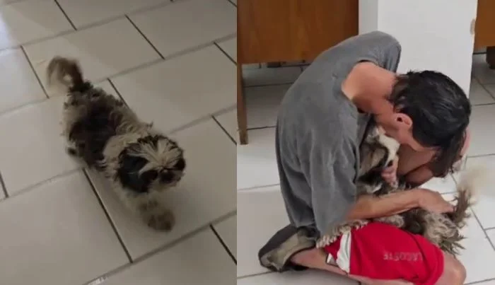 Disputa por Shitzu é ‘decidida’ pelo próprio cão